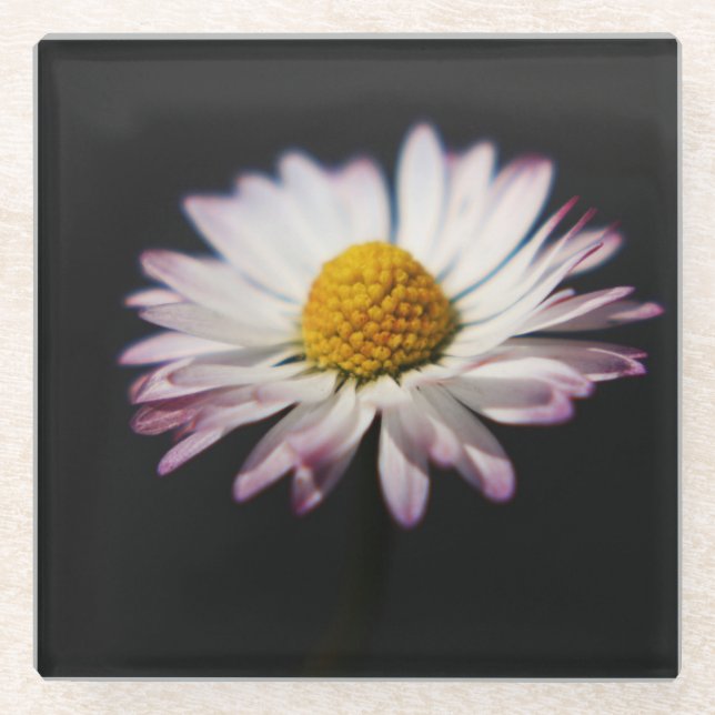 Common Daisy coastercna Glass Coaster (Front)