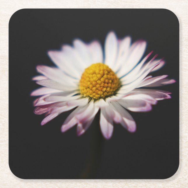 Common Daisy coastercnm Square Paper Coaster (Front)
