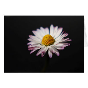 Common Daisy gccn arc