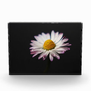 Common Daisy pbm Photo Block