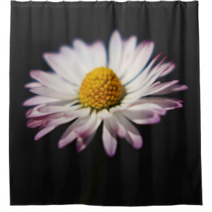 Common Daisy sccn