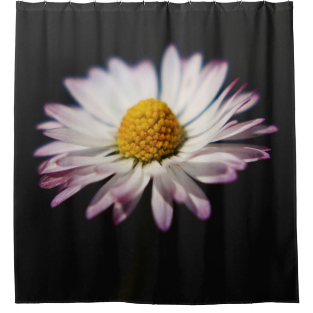 Common Daisy sccna (Front)