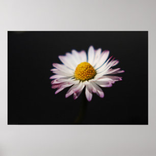 Common Daisy wapcna Poster