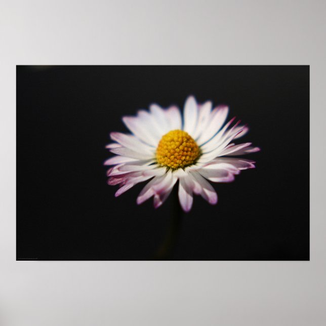 Common Daisy wapm Poster (Front)
