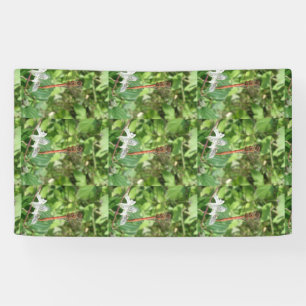 Common Darter Dragonfly Banner