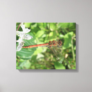 Common Darter Dragonfly Canvas Print