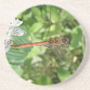 Common Darter Dragonfly Coasters