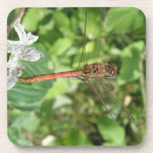 Common Darter Dragonfly Cork Coasters