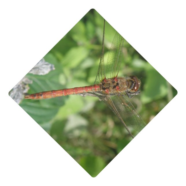Common Darter Dragonfly Graduation Cap Topper (Front)