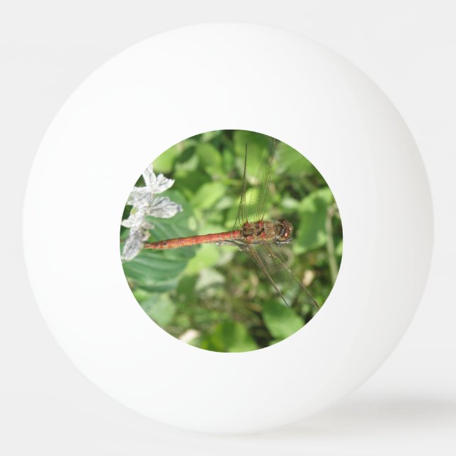 Common Darter Dragonfly Ping Pong Ball (Front)