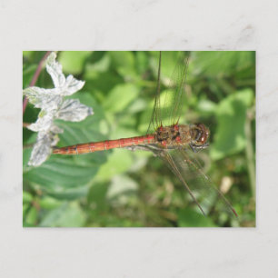 Common Darter Dragonfly Postcard