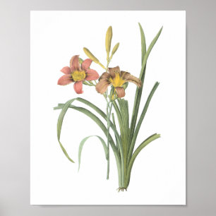 common daylily(Hemerocallis fulva) by Redouté Poster