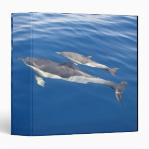 Common Dolphin in the strait Binder