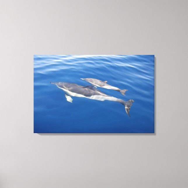 Common Dolphin in the strait Canvas Print (Front)