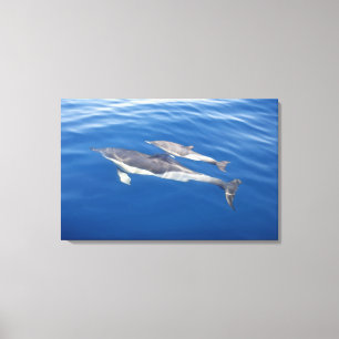 Common Dolphin in the strait Canvas Print