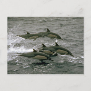 Common dolphin postcard