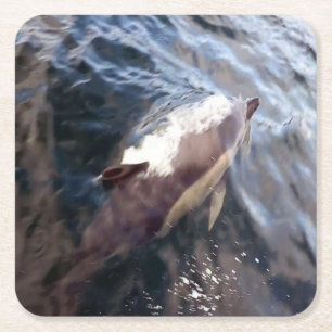 Common Dolphin Surfacing Coaster