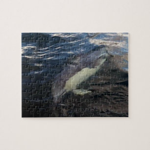 Common Dolphin Swimming Jigsaw Puzzle
