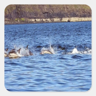 Common Dolphins Porpoising Square Sticker