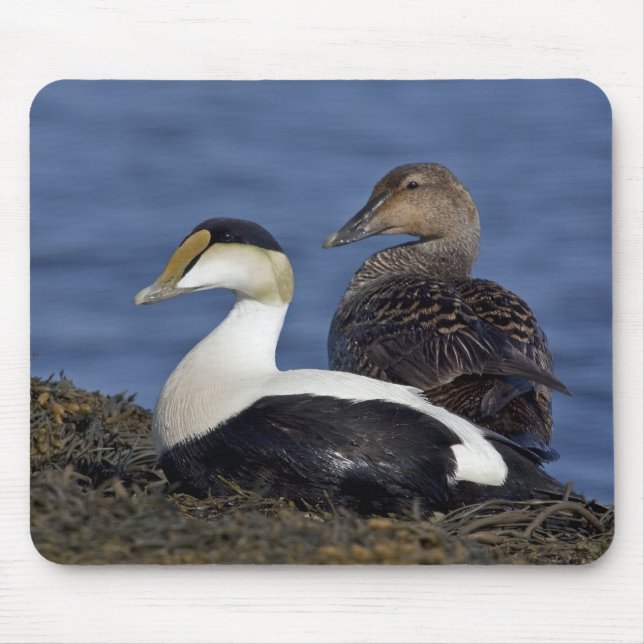 Common Eiders Mousepad (Front)