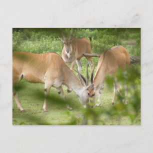 Common Eland Postcard