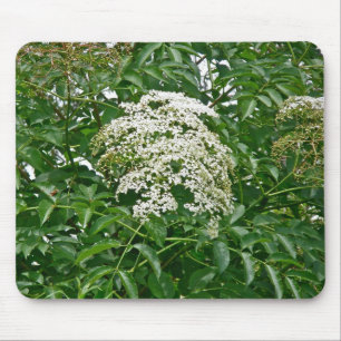 Common Elderberry (Sambucus canadensis) Mousepad