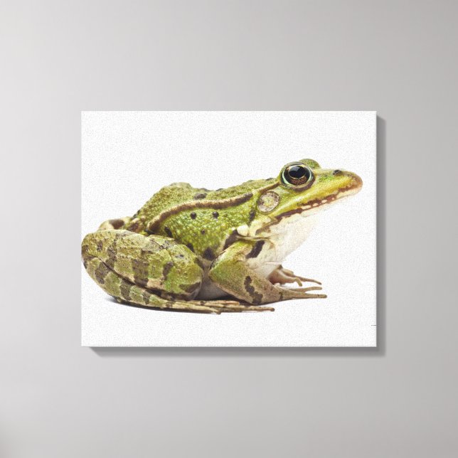 Common European frog or Edible Frog Canvas Print (Front)