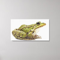 Common European frog or Edible Frog