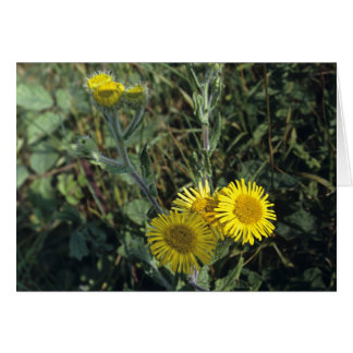 Common Fleabane