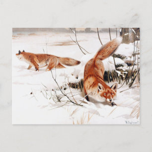 Common Foxes in the Snow, popular artwork, Postcard