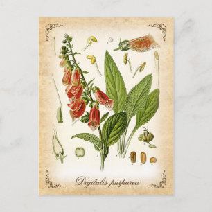 Common Foxglove - vintage illustration Postcard