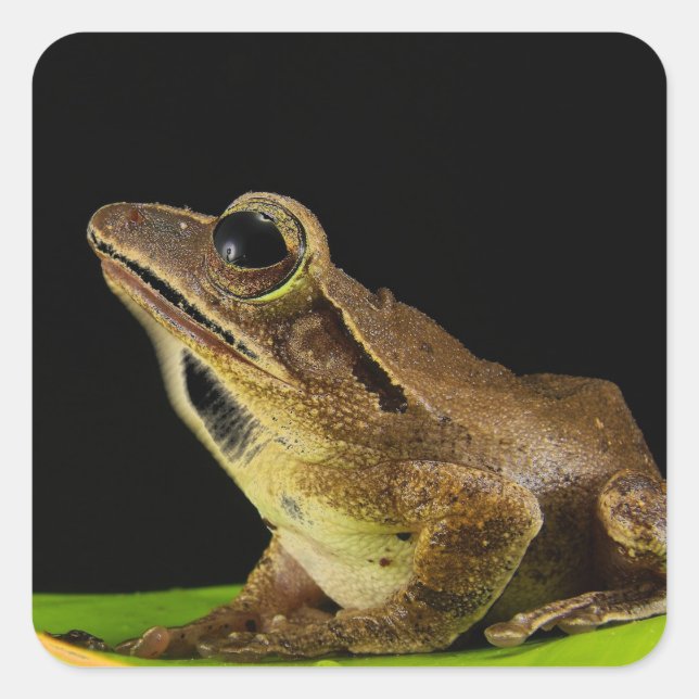 Common Frog on a Leaf Dark Background Square Sticker (Front)
