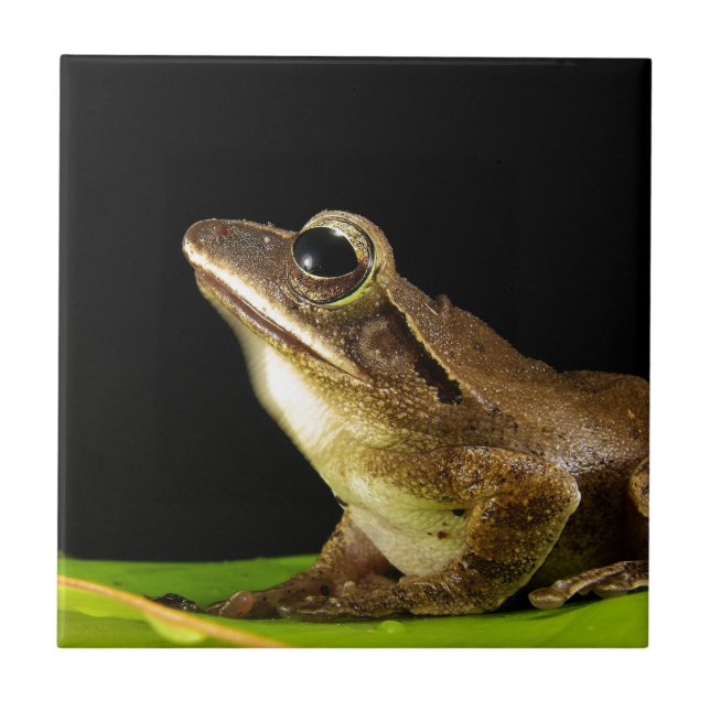 Common Frog on a Leaf Tile (Front)