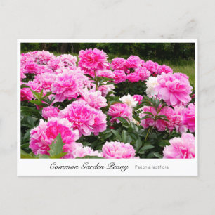 Common Garden Peony Postcard
