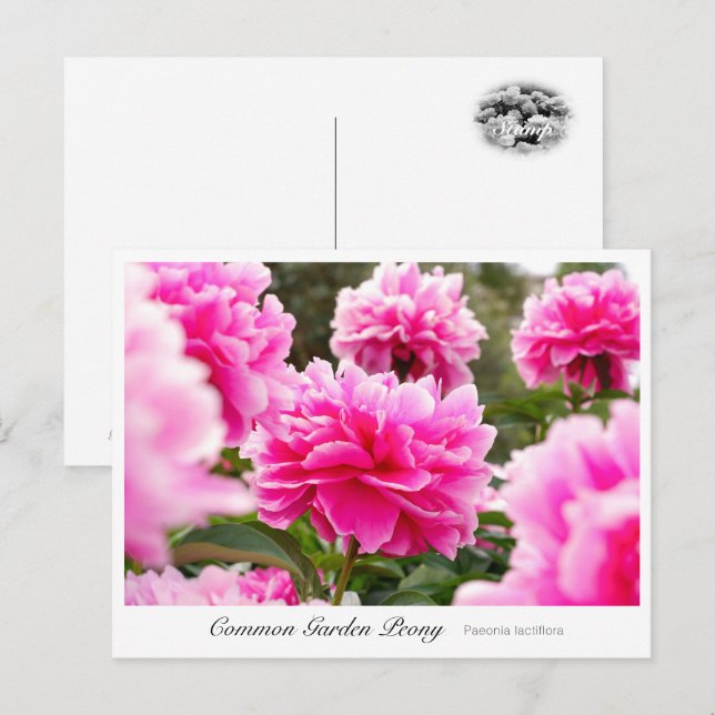 Common Garden Peony Postcard (Front/Back)