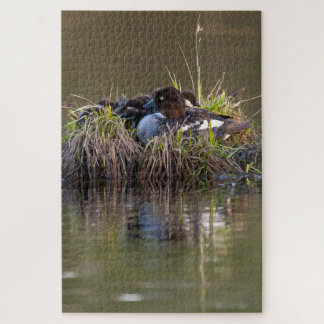 Common Goldeneye ducks Jigsaw Puzzle