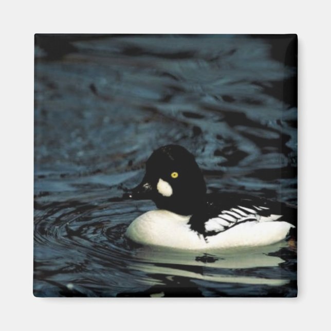 Common goldeneye magnet (Front)