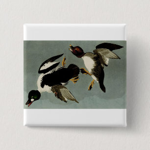 Common goldeneye sea duck  2 inch square button