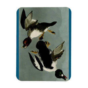Common goldeneye sea duck magnet