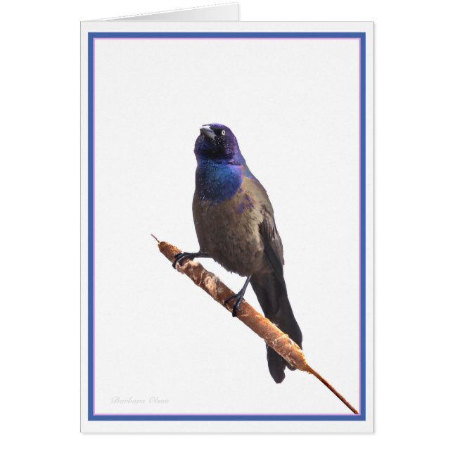 Common Grackle (Front)