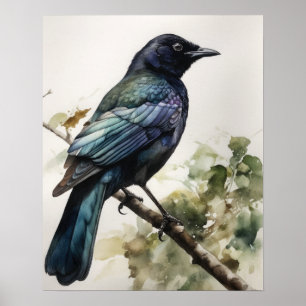 Common Grackle Bird Art Print Poster
