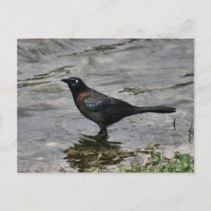 Common Grackle Bird Photo Postcard