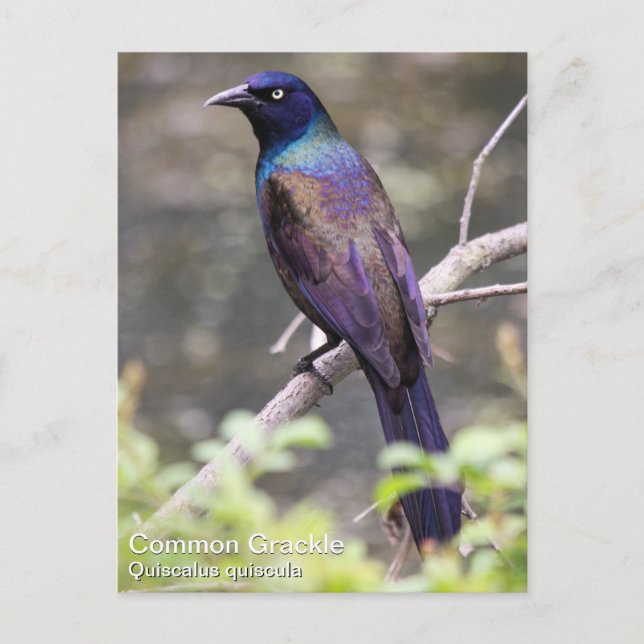 Common Grackle Postcard (Front)