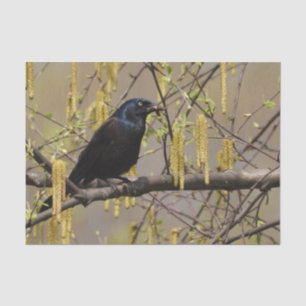 Common Grackle Spring Blossoms Catkins Tissue Paper