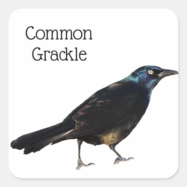 Common Grackle Square Sticker (Front)