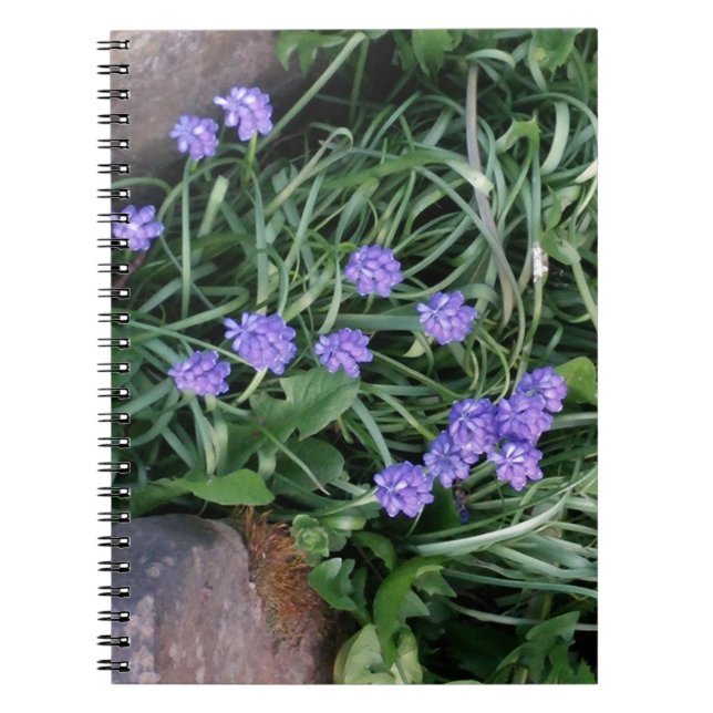 common grape hyacinth,  blue purple flower,floral notebook (Front)