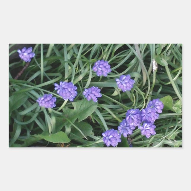 common grape hyacinth,  blue purple flower,floral sticker (Front)