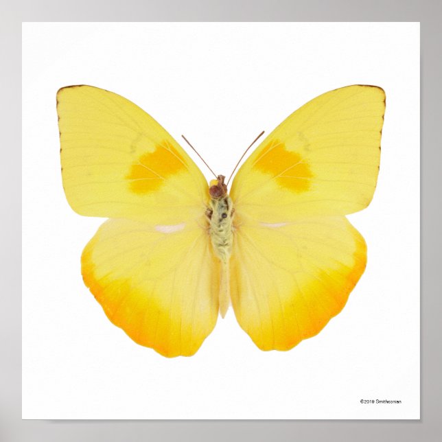 Common Grass Yellow Butterfly Poster (Front)