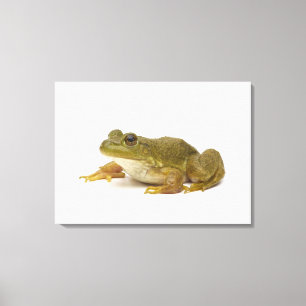 Common Green Frog Canvas Print