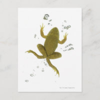 common green frog